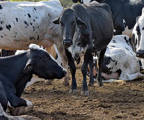 Artigos - Carrapato e gado leiteiro: é preciso entender o prejuízo e saber como evitá-lo