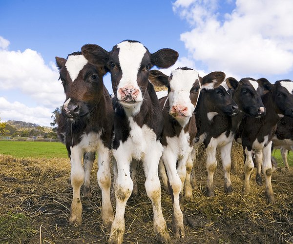 Artigos - Função da progesterona na reprodução de bovinos