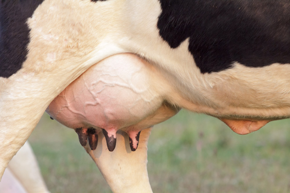 Cetosis subclinica en vacas