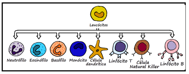 Leucocitos 2- 4 por campo en orina que significa