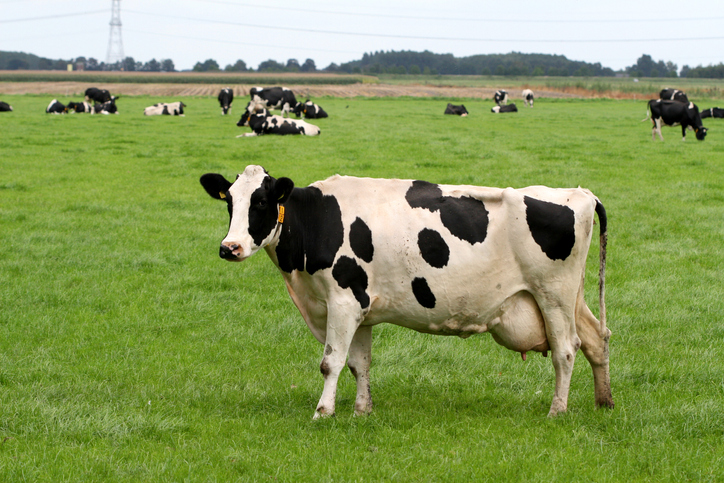 Vaca em pastagem
