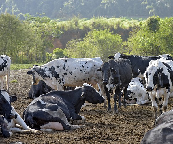 Artigos - Fatores que afetam a prenhez de vacas de leite