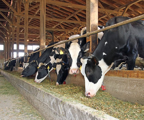 Artigos - Probióticos aumentam a produção de leite?