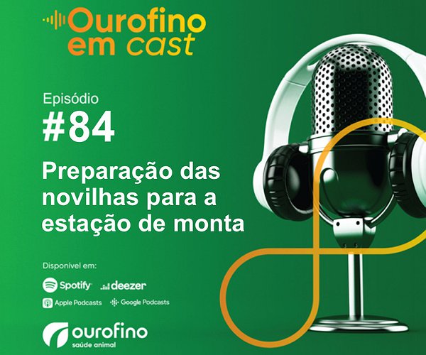 Podcast - Ourofino em Cast - Episódio 84 - Preparação das novilhas para a estação de monta