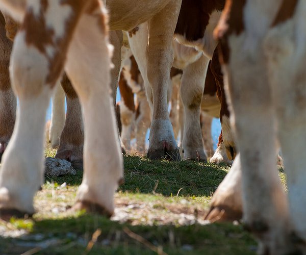 Artigos - Doenças de casco em bovinos: prejuízos para o animal e para o bolso do produtor
