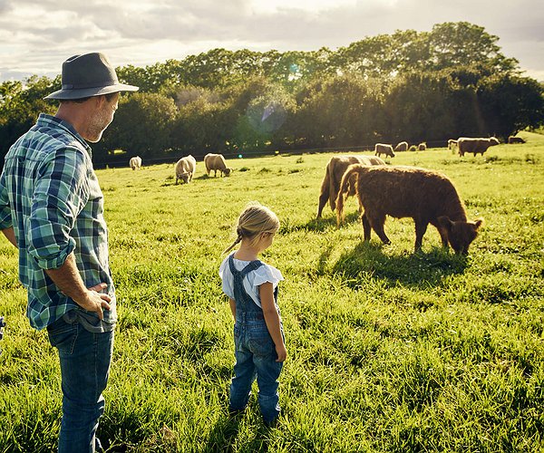 Artigos - Pecuária sustentável: conheça as 4 práticas da criação de bovinos que contribuem para a sustentabilidade ambiental