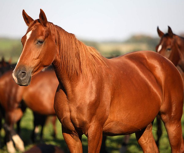 Artigos - Saúde dos cavalos: como cuidar dos animais?