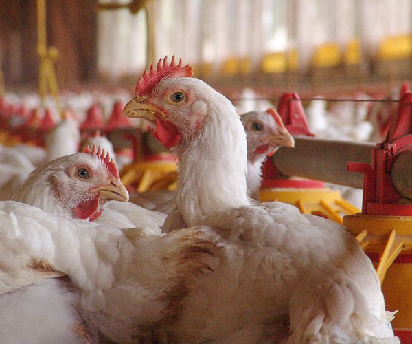 Artigos - Importância dos Probióticos na Avicultura Comercial