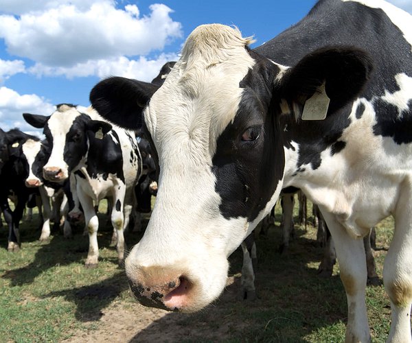 Artigos - Pré-sincronização: alternativa para aumentar a fertilidade das vacas