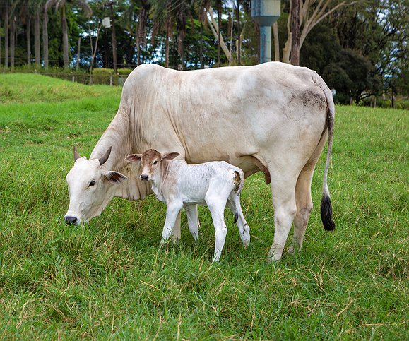 Artigos - Protocolo Ouro: a estratégia para aumentar os índices reprodutivos