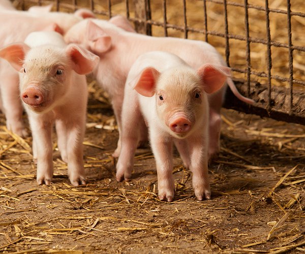 Artigos - Tulaxx: Maximizando a saúde do rebanho frente aos desafios bacterianos