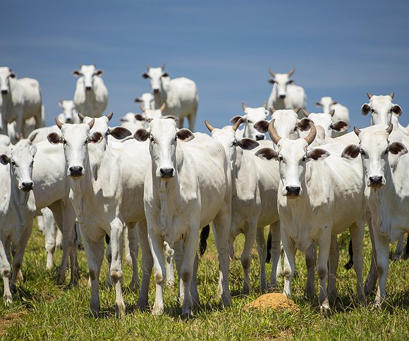 Artigos - Ressincronização: aumente a eficiência reprodutiva