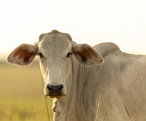 Artigos - Baixa, média ou alta infestação de carrapatos: o controle estratégico
