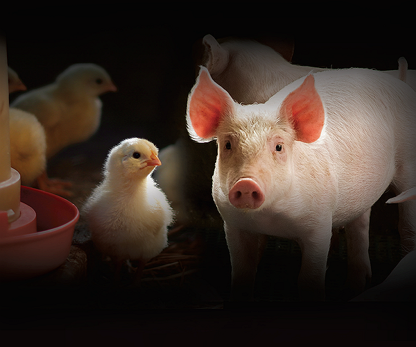 Artigos - Aditivos Naturais em Aves e Suínos: Aliados do Desempenho Zootécnico