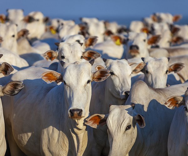 Artigos - Melhores estratégias para o controle de parasitas no rebanho