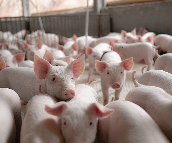 Artigos - FerAppease: bem-estar animal com retorno econômico