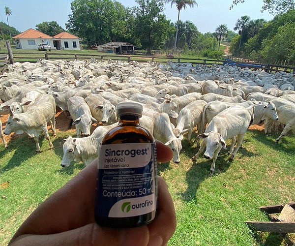 Artigos - Importância do preparo das fêmeas para a estação de monta