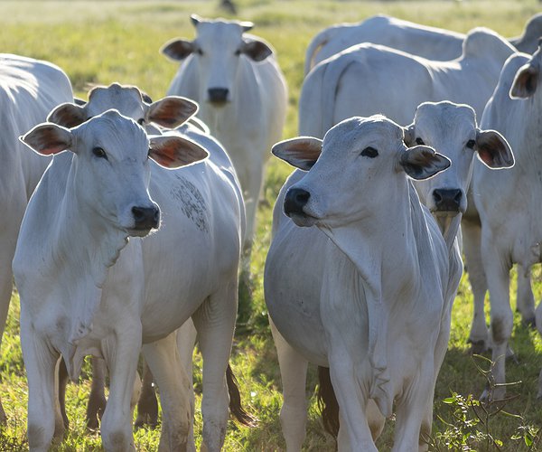 Artigos - Protocolo Pré-synch da Ourofino: a estratégia para maximizar a eficiência reprodutiva