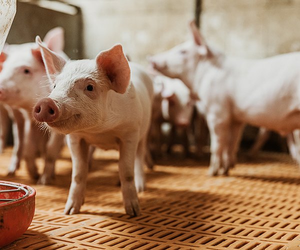 Artigos - Safesui Glasser ONE: A solução para superar os desafios da Doença de Glasser