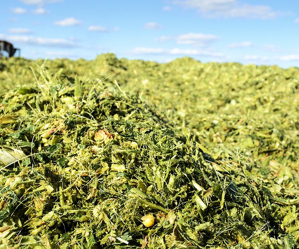 Artigos - Benefícios do uso de inoculantes