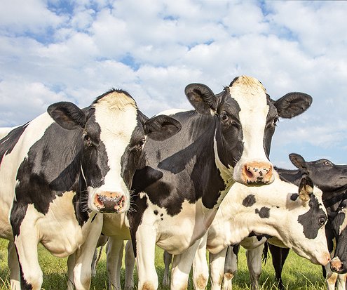 Artigos - Indução à lactação: estratégia para produtividade leiteira