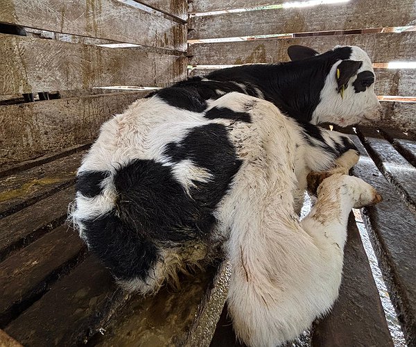 Artigos - Soluções Ourofino no controle da diarreia