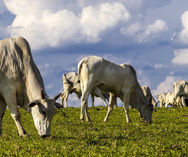 Artigos - Preparo das fêmeas para estação monta, ajustes para maximização dos resultados reprodutivos