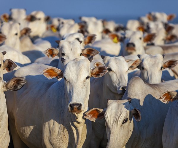 Artigos - Entrada em Confinamento e Protocolo Sanitário