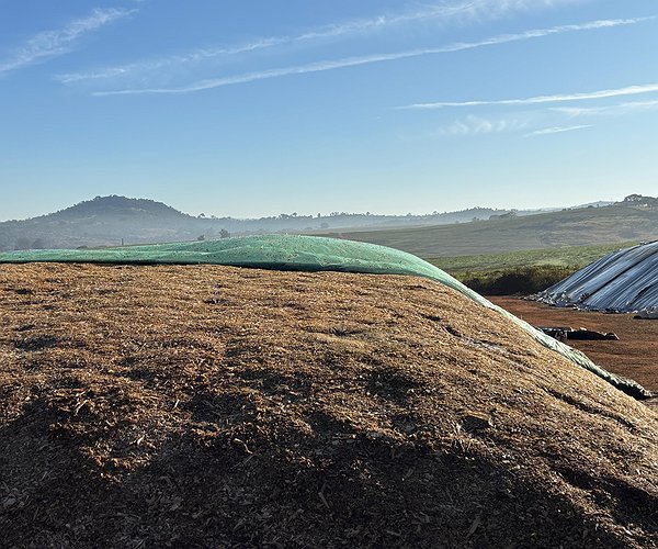Artigos - Qualidade que começa na ensilagem e chega ao cocho