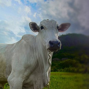 Artigos - Na arena do confinamento, Tulaxx é o peão que sempre fica em pé contra a Doença Respiratória Bovina (DRB)